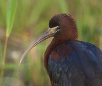 Glossy Ibis (Plegadis falcinellus) photo