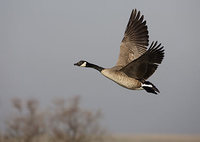 Canada Goose (Branta canadensis) photo