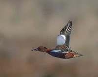 Cinnamon Teal (Anas cyanoptera) photo