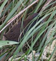 Inaccessible Island Rail (Atlantisia rogersi) photo