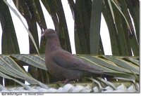 Red-billed Pigeon - Patagioenas flavirostris