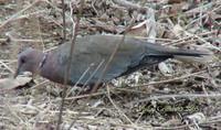 Island Collared-Dove - Streptopelia bitorquata