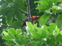 Dusky Lory - Pseudeos fuscata