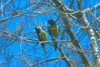 Brown-throated Parakeet - Aratinga pertinax