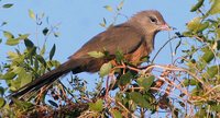 Sirkeer Malkoha - Phaenicophaeus leschenaultii