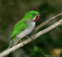 Narrow-billed Tody - Todus angustirostris