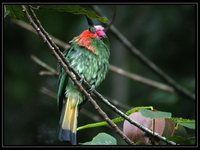 Red-bearded Bee-eater - Nyctyornis amictus