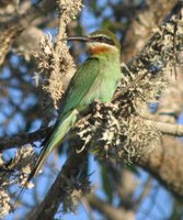 Madagascar Bee-eater - Merops superciliosus