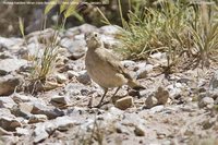 Rufous-banded Miner - Geositta rufipennis