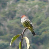 Chestnut-crested Cotinga - Ampelion rufaxilla