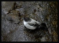 Torrent Tyrannulet - Serpophaga cinerea