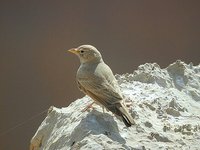 Desert Lark - Ammomanes deserti