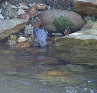 American Dipper - Cinclus mexicanus