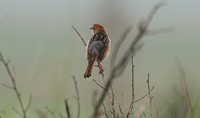 Tinkling Cisticola - Cisticola tinniens