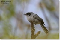 Masked Gnatcatcher - Polioptila dumicola