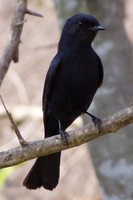 Southern Black-Flycatcher - Melaenornis pammelaina