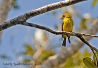 Citrine Canary-flycatcher - Culicicapa helianthea