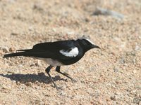 Mountain Wheatear - Oenanthe monticola