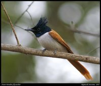 Asian Paradise-Flycatcher - Terpsiphone paradisi