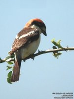 Woodchat Shrike - Lanius senator