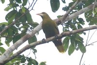 Green Oropendola - Psarocolius viridis