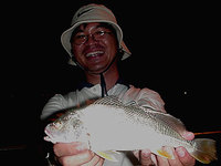 Greenback Jewfish (Johnius solado)