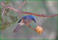 Mexican Jay-George Walker House in Paradise