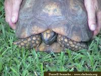 South American Yellow-footed Tortoise, Geochelone denticulata