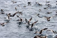 Buller's Shearwater (Puffinus bulleri)