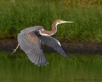 Tricolored Heron