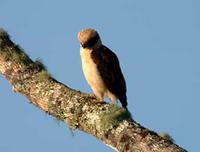 Laughing Falcon (Herpetotheres cachinnans)