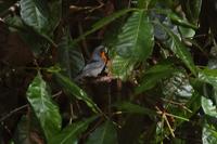 Flame-throated Warbler with worm  