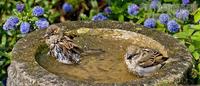 Two Sparrows in Bird Bath , UK stock photo