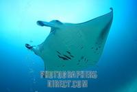 Manta Ray ( Manta birostris ) , Maledives , Indian Ocean stock photo