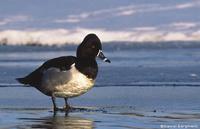 Ring-necked Duck Aythya collaris