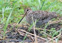 Swinhoe's or Pintail snipe C20D 02749.jpg