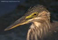 Striated Heron Butorides striatus 검은댕기해오라기