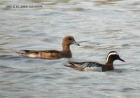 Garganey Anas querquedula 발구지