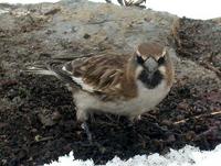 White-winged Snowfinch