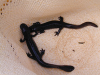 : Batrachuperus londongensis; Longdong Stream Salamander