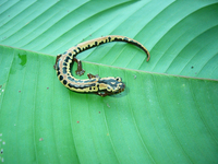 : Bolitoglossa mexicana