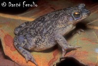 : Bufo granulosus
