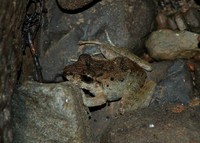 : Craugastor crassidigitus