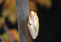 : Hyla cinerea; Albino Green Treefrog (albino)