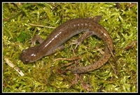 : Hynobius tokyoensis