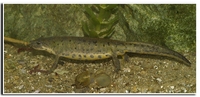 : Lissotriton boscai; Bosca's Newt