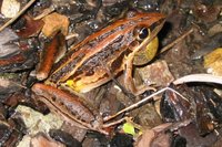: Litoria nasuta; Rocket Frog