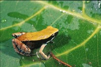 : Mantella expectata; Blue-legged Mantella