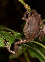 : Pristimantis diadematus