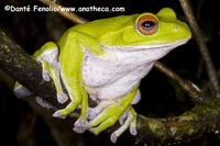 : Rhacophorus arboreus; Japanese Green Tree Frog